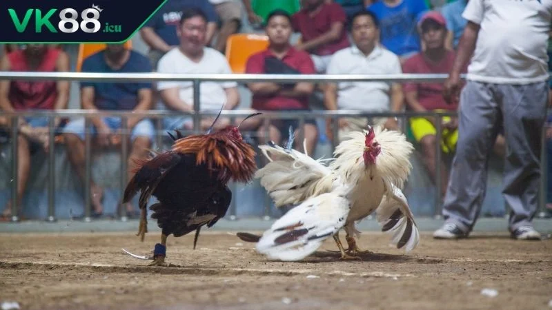 Đá Gà VK88 - Đấu Trường Đẳng Cấp Hàng Đầu Hiện Nay Kinh nghiệm vàng cho người chơi khi tham gia đá gà