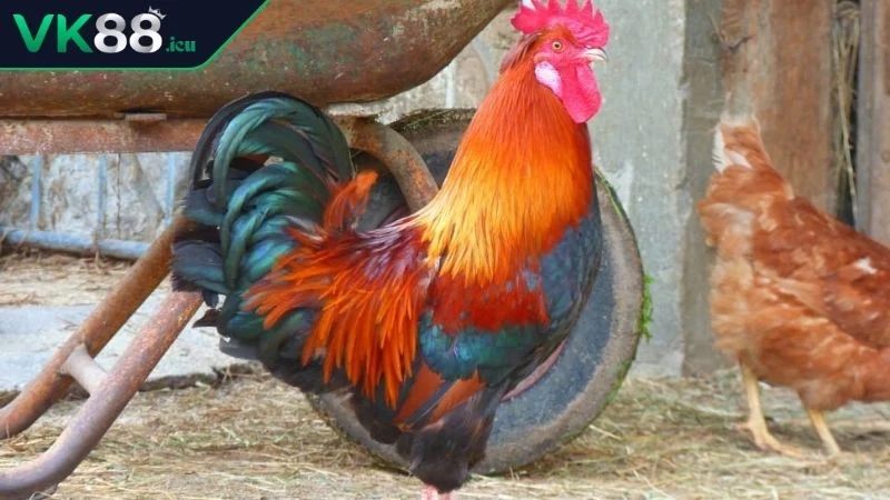 Thuật Ngữ Đá Gà – Kiến Thức Nền Tảng Với Người Chơi Lý do bạn cần hiểu rõ thuật ngữ đá gà khi tham gia cá cược