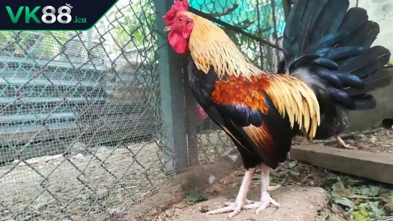 Thuật Ngữ Đá Gà – Kiến Thức Nền Tảng Với Người Chơi Thuật ngữ đá gà Om gà